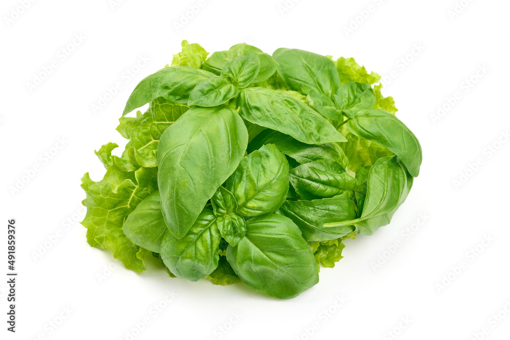 Fresh basil leaves and lettuce, isolated on a white background. High resolution image. Fresh basil leaves and lettuce, isolated on a white background. High resolution image.