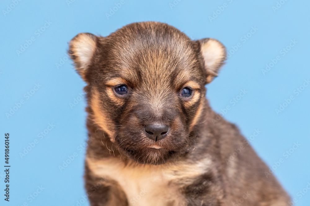 Fototapeta premium Small brown puppy close up on a blue background