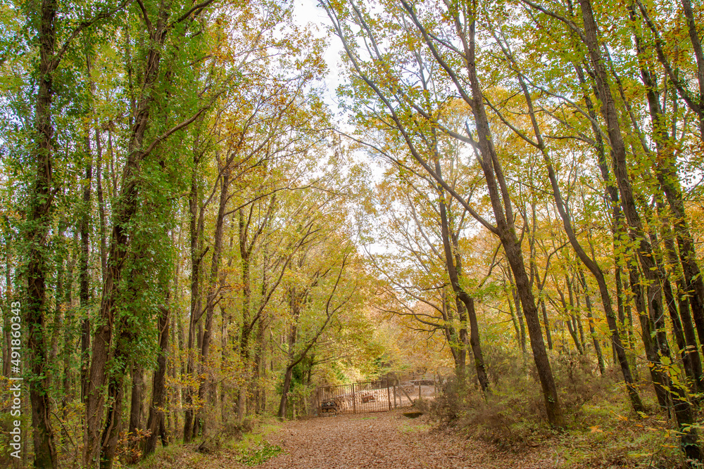 Beautiful fall scene in the forest: Autumn nature reflection.. Vivid morning in colorful park with branches of trees. sunlight and colorful leaves. İstanbul Turkey Beautiful fall scene in the forest: Autumn nature reflection.. Vivid morning in colorful park with branches of trees. sunlight and colorful leaves. İstanbul Turkey