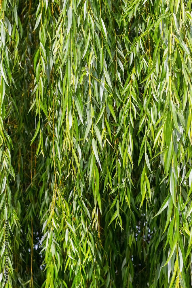 Obraz premium Hanging willow branches with green leaves. Background from green willow leaves