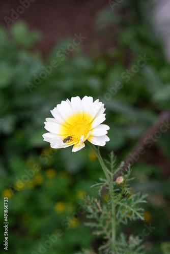 Bee on daisy flower in the garden