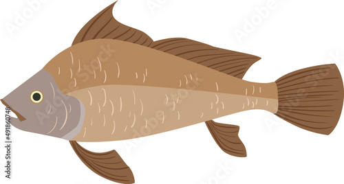 Fish as Aquatic, Craniate, Gill-bearing Animal with Fins Side View Closeup