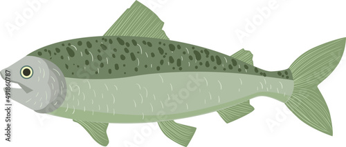 Fish as Aquatic, Craniate, Gill-bearing Animal with Fins Side View Closeup