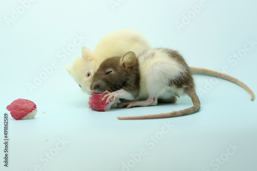 Two rats are eating a water apple. This rodent mammal has the scientific name Rattus norvegicus. 