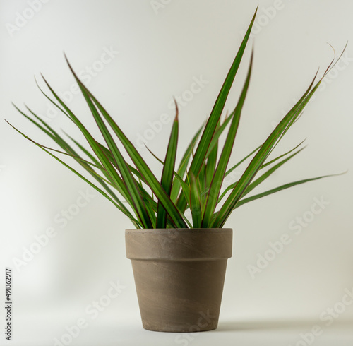 small plant in pot