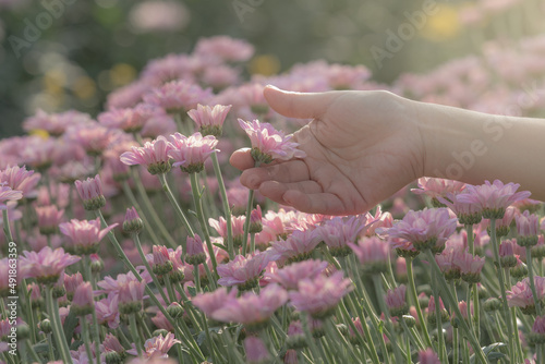 Fototapeta Naklejka Na Ścianę i Meble -  close up hand holding pink chrysanthemum flower.