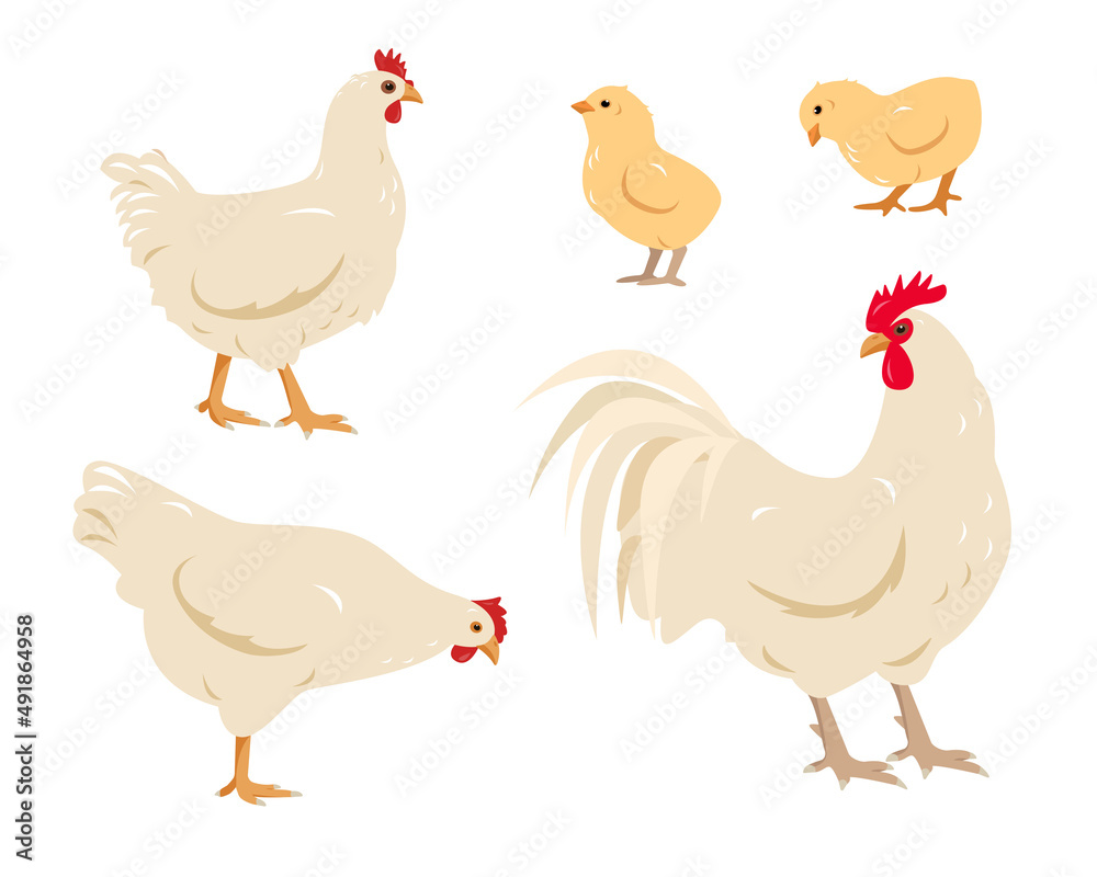Set of white poultry farm chicken birds. Rooster cock with hen and chicks isolated on white background. Chicken family icons in flat or cartoon style vector illustration.