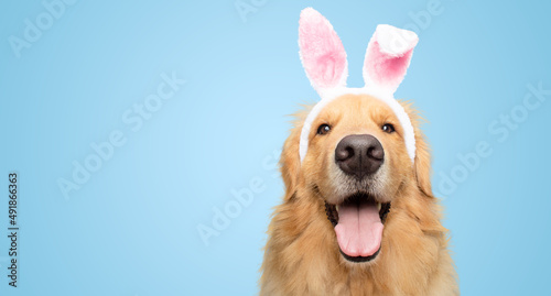 Happy Golden retriever dog bunny dressed ears rabbit easter holiday on blue background isolated
