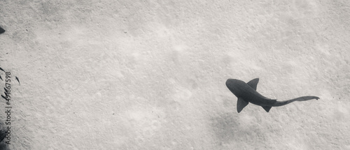 Nurse shark swimming below