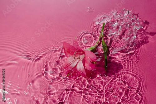 Alstromeria flower in rippling water on pink
