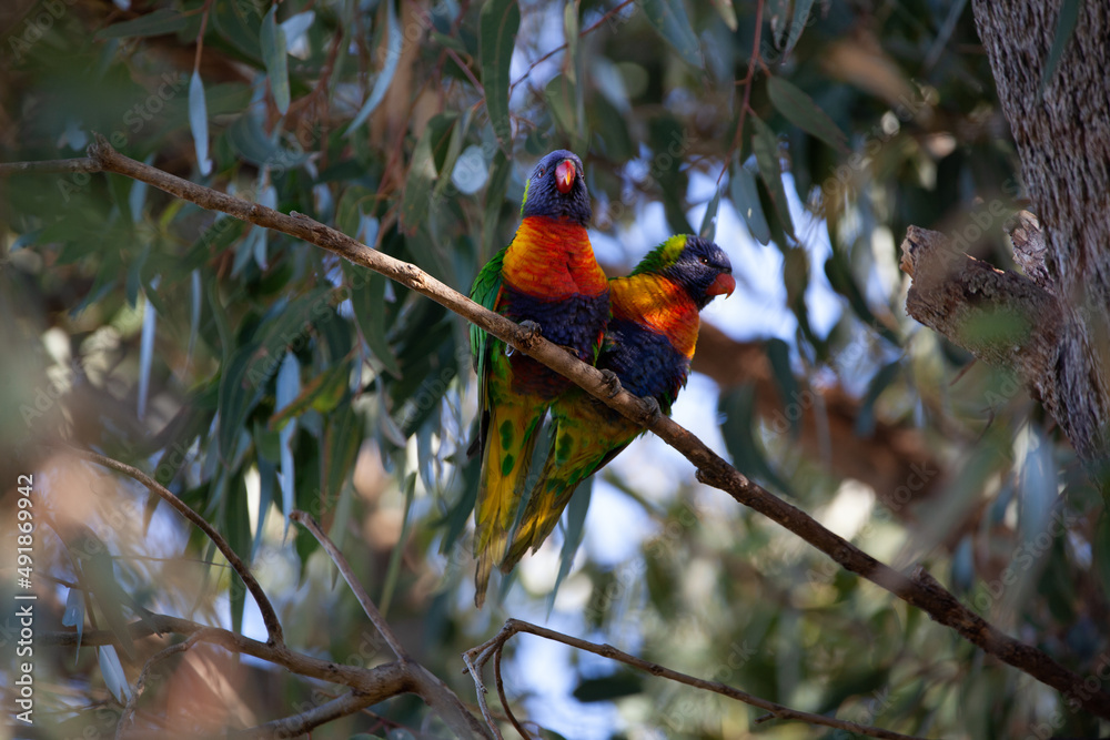 Rainbow Lorikeet Rainbow Lorikeet