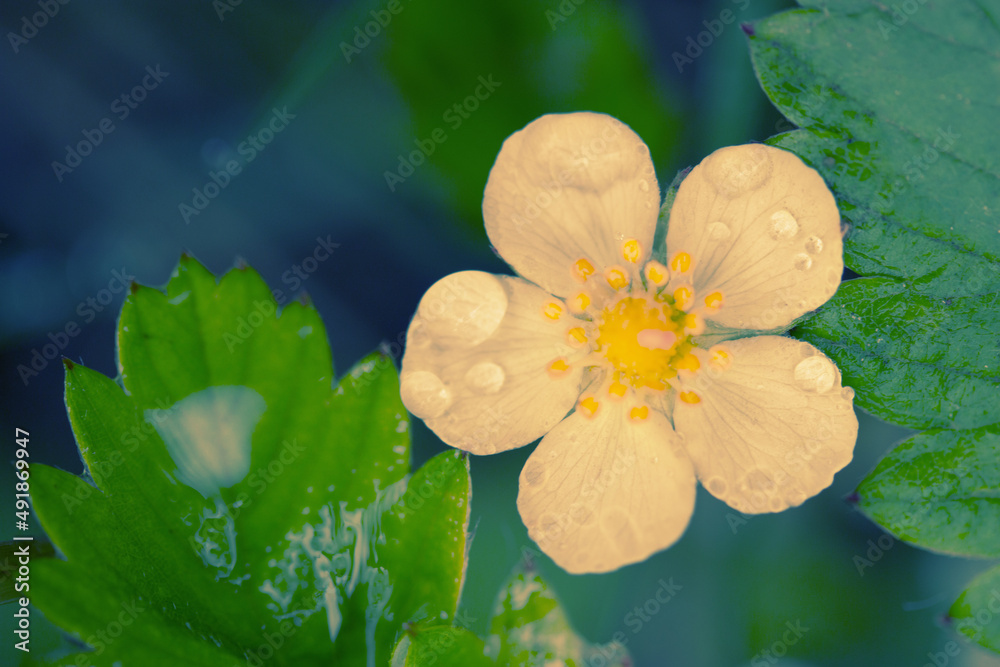 Close up of strawberry flower Close up of strawberry flower