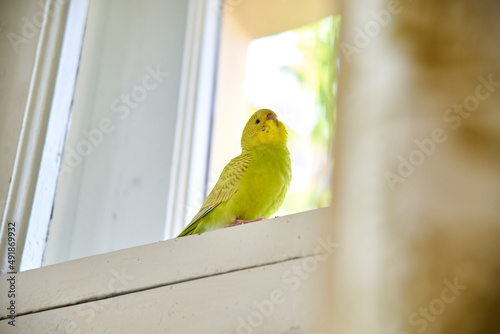 Close up of a Budgerigar parakee isolated on white background