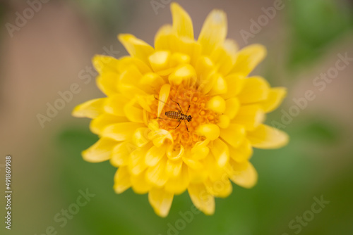 insect inside a calendula flower