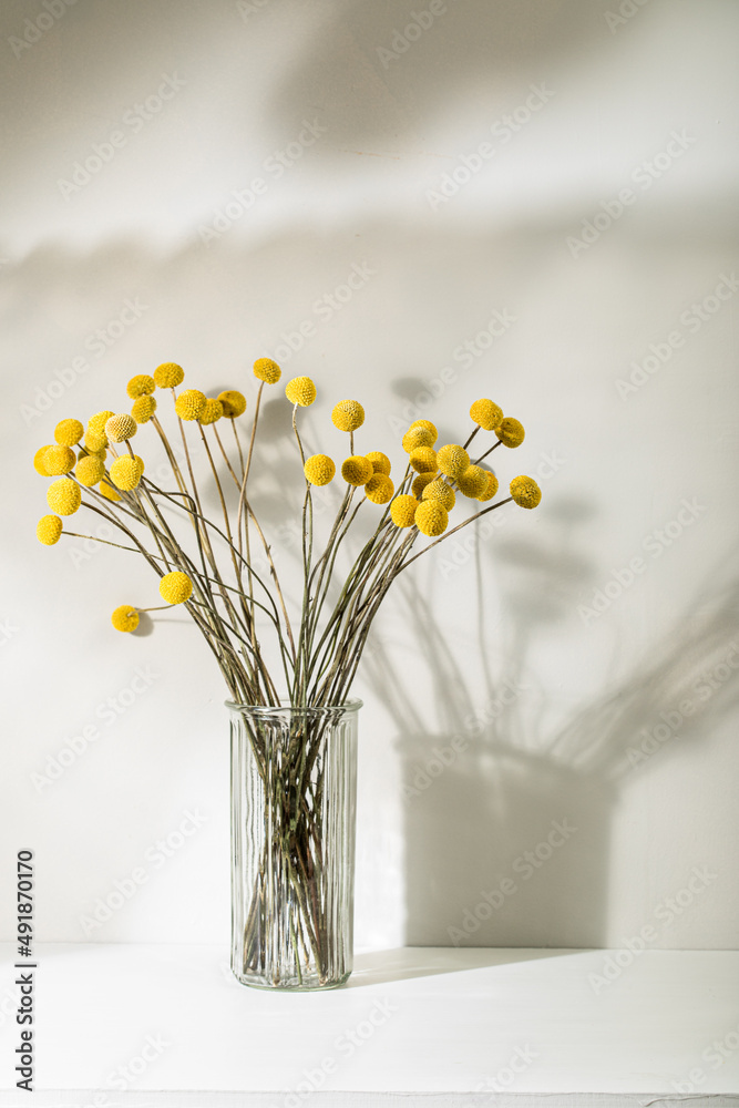 Craspedia pom pom flowers in a glass vase Craspedia pom pom flowers in a glass vase