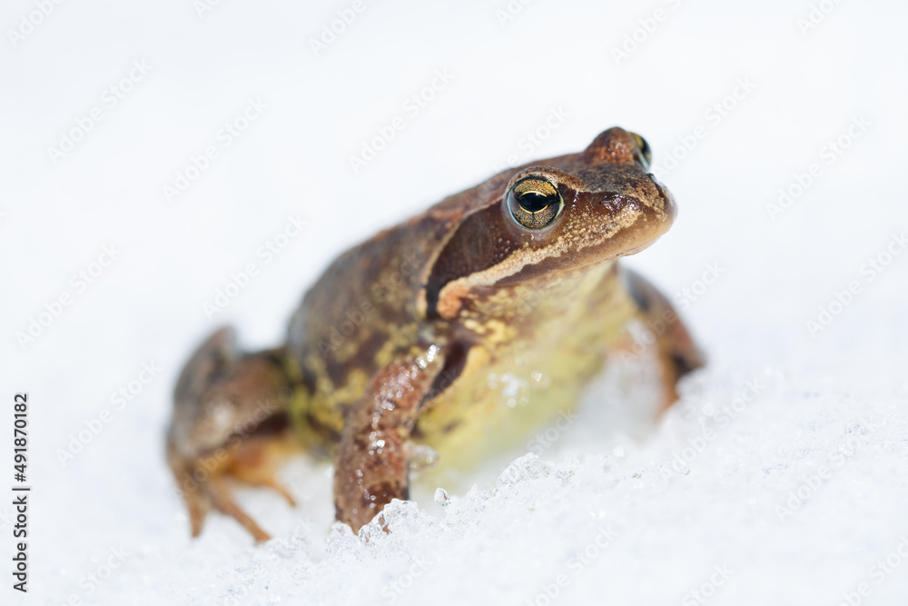 Fototapeta premium frog in the snow laying eggs