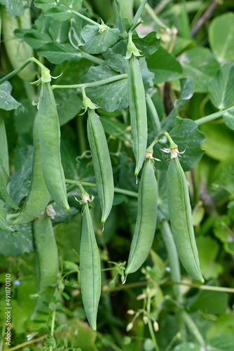closeup the bunch ripe green peas with pods and plant growing in the farm over out of focus green brown background.