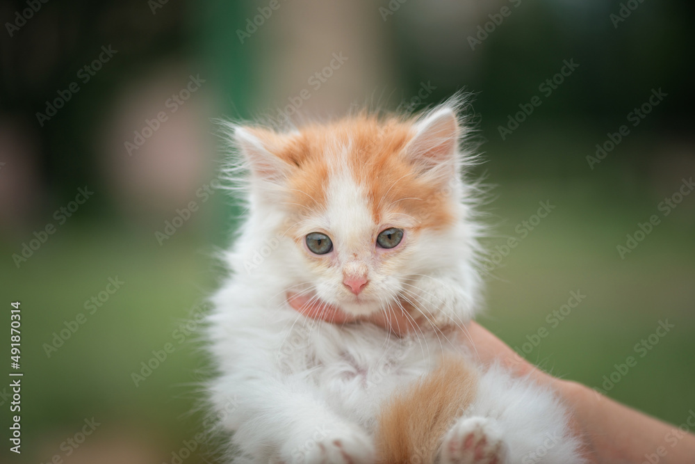 A small fluffy white kitten in the hands of a girl in the park.