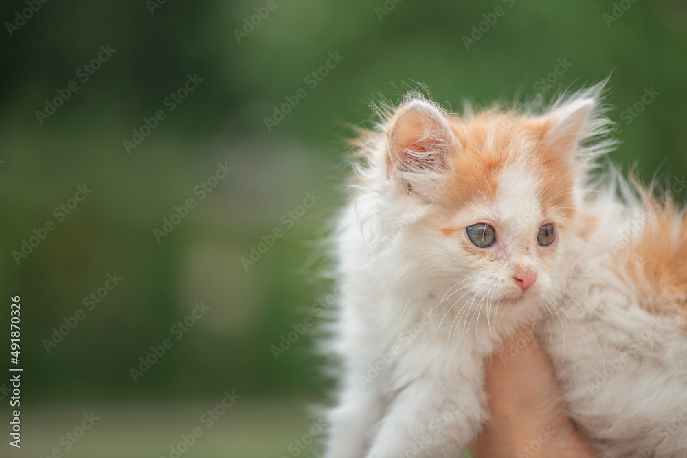 A small fluffy white kitten in the hands of a girl in the park.