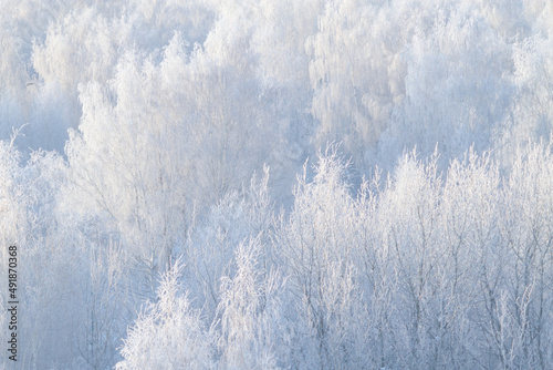 White forest in winter