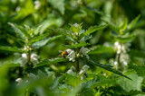 Honey bee on White Dead Nettle, Lamium album growing in the woods in northern Israel near Kiryat Tivon
