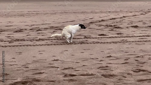 Stray dog pooping in the beach photo