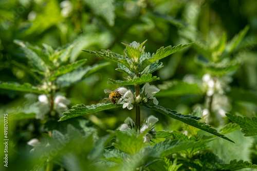 Honey bee on White Dead Nettle, Lamium album growing in the woods in northern Israel near Kiryat Tivon 