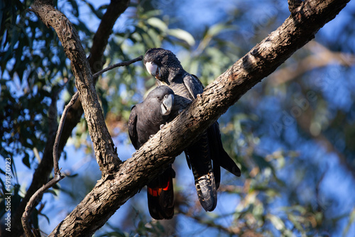 Black Cockatoo Red Tailed Black Cockatoo photo