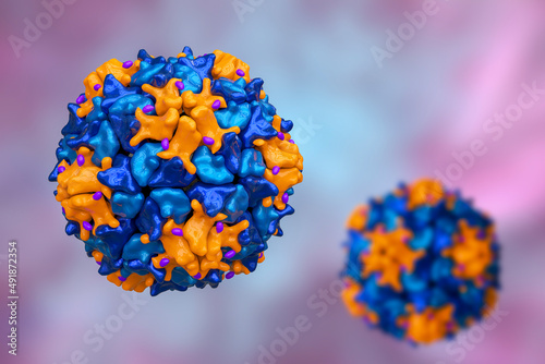 Poliovirus, an RNA virus from Picornaviridae family that causes polio disease photo