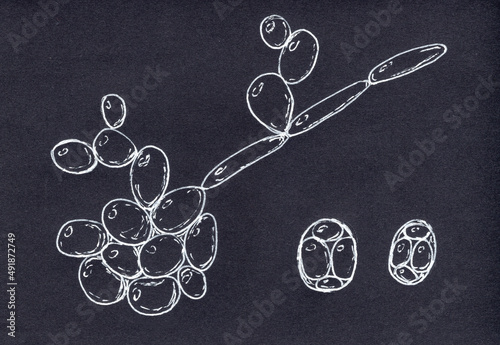Saccharomyces cerevisiae yeast, scientific illustration