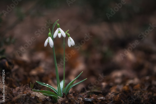 White snowdrops (Galanthus nivalis) close-up on blurry background with copy space. In the forest snowdrops are in bloom in the spring.