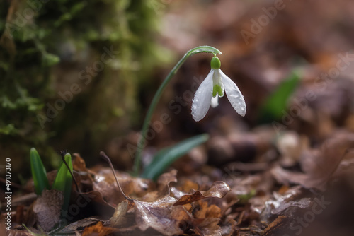 White snowdrops (Galanthus nivalis) close-up on blurry background with copy space. In the forest snowdrops are in bloom in the spring.