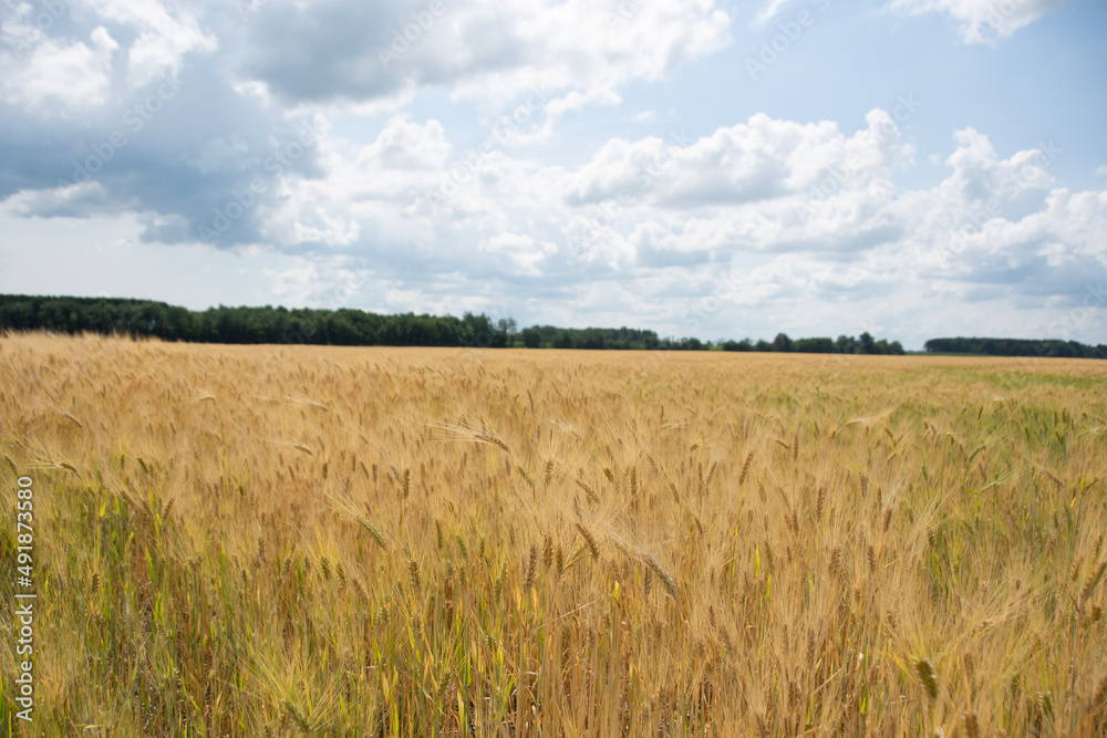 field of wheat