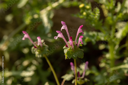 Close up of small pink flower of Lamium amplexicaule, commonly known as henbit dead-nettle, common henbit, or greater henbit, 

