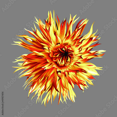 orange flower on a black background
