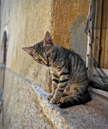 Straßenkatze in Kroatien © Marcel