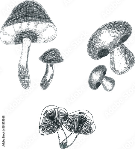 Vector drawing Set of mushroom types