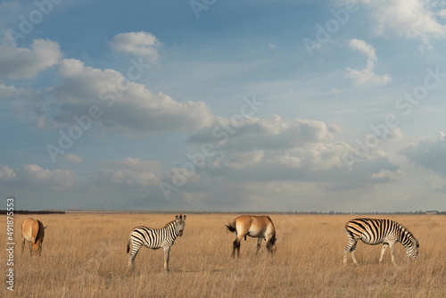 African landscape with zebra and horse animals