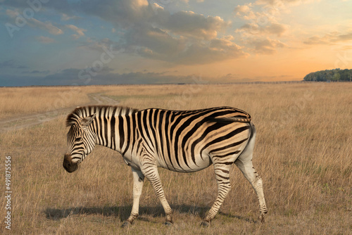 Zebra animal in African sunset landscape © Travel Faery