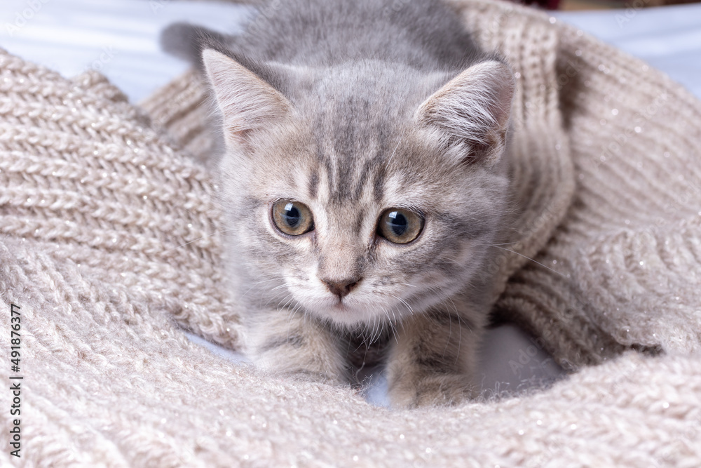 A playful kitten plays on a beige scarf. Fluffy pet looks with curiosity. Veterinary care for pet cats concept. Warmth, comfort, kindness in the house A playful kitten plays on a beige scarf. Fluffy pet looks with curiosity. Veterinary care for pet cats concept. Warmth, comfort, kindness in the house