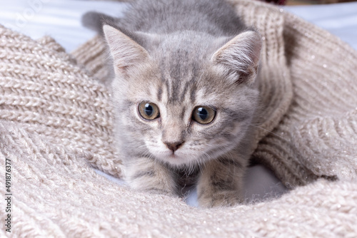 A playful kitten plays on a beige scarf. Fluffy pet looks with curiosity. Veterinary care for pet cats concept. Warmth, comfort, kindness in the house