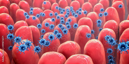 Viruses in human intestine photo
