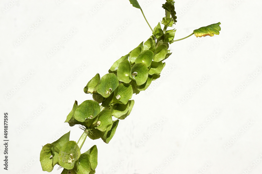 Moluccella laevis, Bells of Ireland with tiny white flowers surrounded by apple green calyces