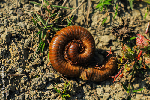 Black millipede. Centipede under the scientific name spirostreptus seychellarum.