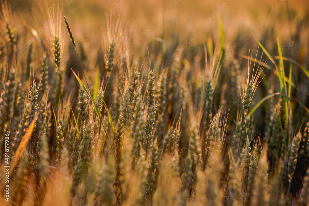 Obraz premium Farmers wheat field harvest, close up shot of the wheat plant.