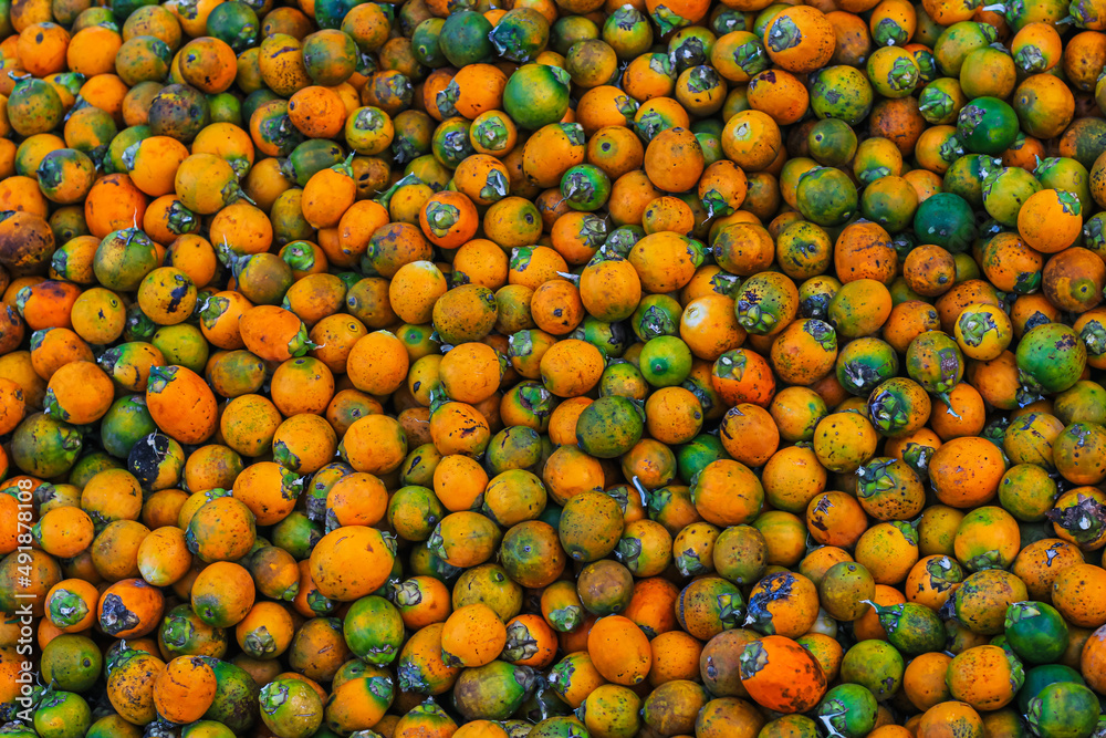 Orange betel nuts or Areca catechu nut fruit bunches in its palm tree. Betel nut is the seed of