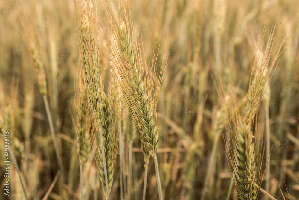 Farmers wheat field harvest, close up shot of the wheat plant. Farmers wheat field harvest, close up shot of the wheat plant.