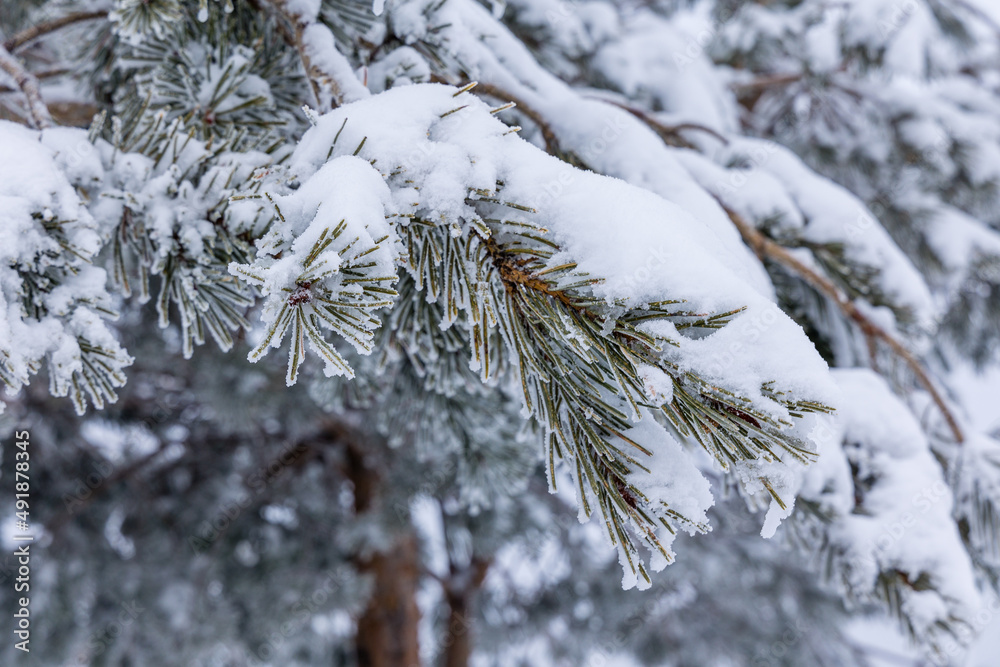 snow covered trees in the mountains of guadarrama national park, in Madrid