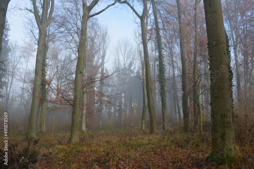 Forest in the morning during autumn