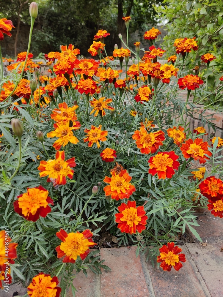 Dwarf Anemone French Marigold (Tagetes patula) blossom flowers in the park